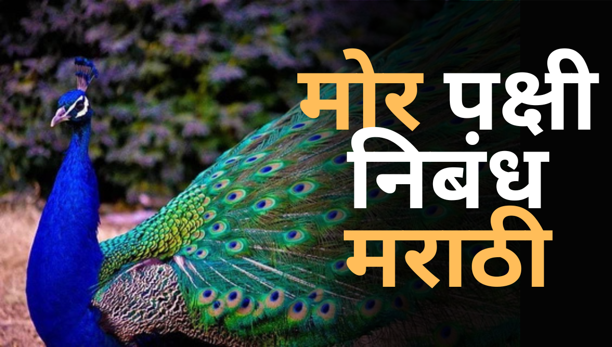 Mor Pakshi Nibandh Marathi: मोर पक्षी निबंध मराठी