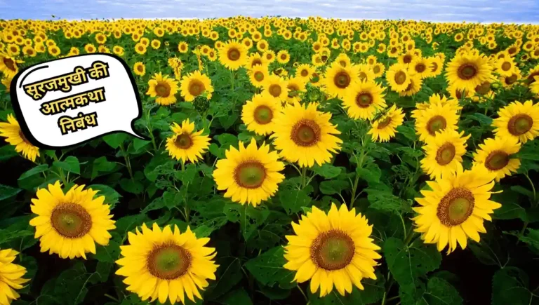 Surajmukhi ki Atmakatha Nibandh: सूरजमुखी की आत्मकथा निबंध