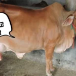 Gaay ki Atmakatha Nibandh: गाय की आत्मकथा निबंध