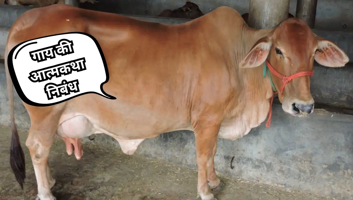 Gaay ki Atmakatha Nibandh: गाय की आत्मकथा निबंध